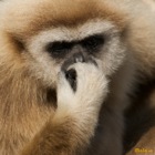 Gibbon Portrait
