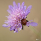 Marienkäfer auf Witwenblume