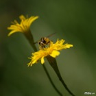 Schwebefliege auf Wiesenbocksbart