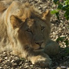 Löwenportrait