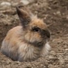 Osterhase 3