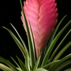 Tillandsia
