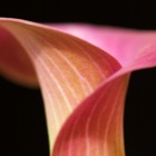 Rosa Calla