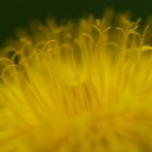 Detail Löwenzahn 1