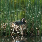 Bläßhuhn im Nest