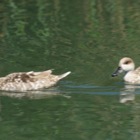 Enten