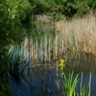 Wetland Center