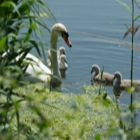 Schwan mit Küken