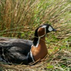 Brutender Vogel