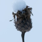 Detail Schneewiese