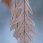 Winterblatt