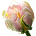 Tulp