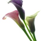 Callas