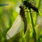 Schlüpfende Libelle