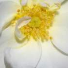 Detail Rose, weiß