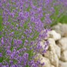 Lavendel