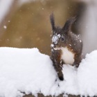 Eichhörnchen im Schnee