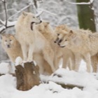 Arktische Wölfe im Schnee / Tiergarten Schönbrunn