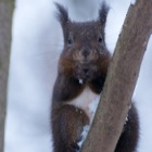 Eichhörnchen im Schnee