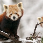 Roter Panda im Schnee / Tiergarten Schönbrunn