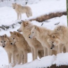 Arktische Wölfe im Schnee / Tiergarten Schönbrunn