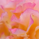Orange-gelbe Rose Detail