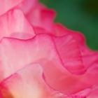 Lila-rosa Rose Detail
