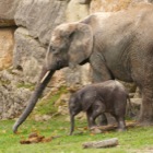 Iqhwa mit Mama / Tiergarten Schönbrunn