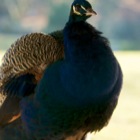 Pfau / Zoo Salzburg