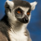 Katta Portrait / Zoo Salzburg