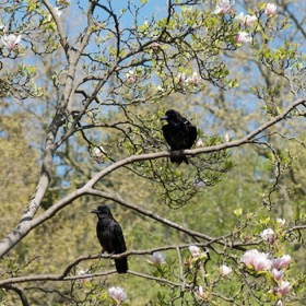 Frühling im Türkenschanzpark