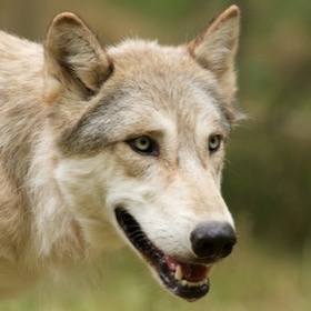 Wolf Science Centre Ernstbrunn