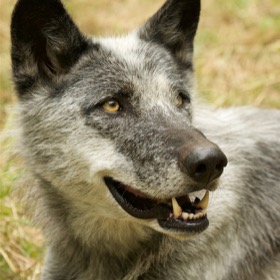 Wolf Science Centre Ernstbrunn