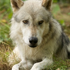 Wolf Science Centre Ernstbrunn