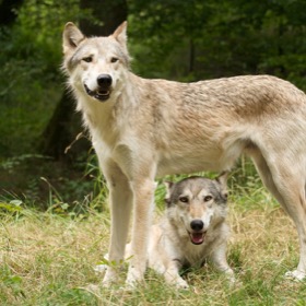 Wolf Science Centre Ernstbrunn