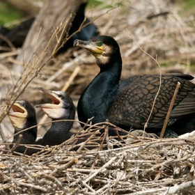 Kormoran mit Kücken