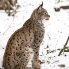 Eurasian Lynx, Vienna Zoo