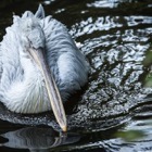 Pelican, Vienna Zoo