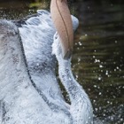 Pelican, Vienna Zoo