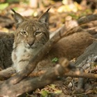 Eurasian Lynx, Vienna Zoo